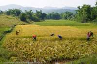Rice harvesting, Xieng Khuang, Laos.